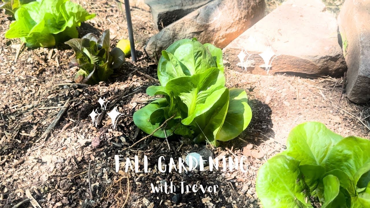 Fall Gardening in California, part 3