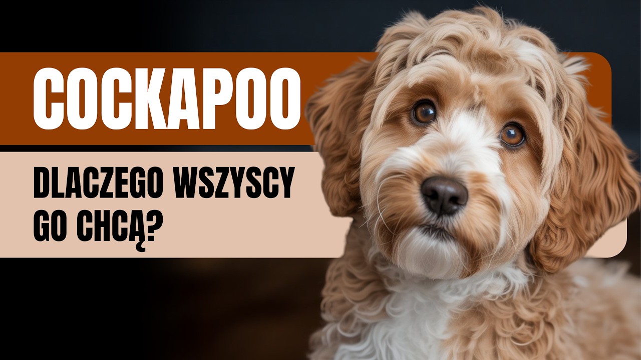 Cockapoo – Dlaczego Wszyscy Chcą Tego Psa? Poznaj Uroczą Mieszankę Pudla i Cocker Spaniela! 🐶