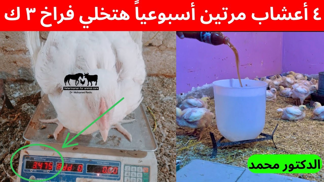 أقوي ٤ أعشاب لزيادة حيويه ومناعه وأوزان الفراخ ٣ كيلو - قدامك الوزن في فديو ✅