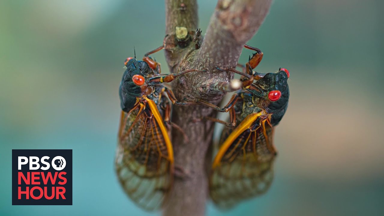 Cicada season: What to expect from the coming brood that's been underground for 17 years