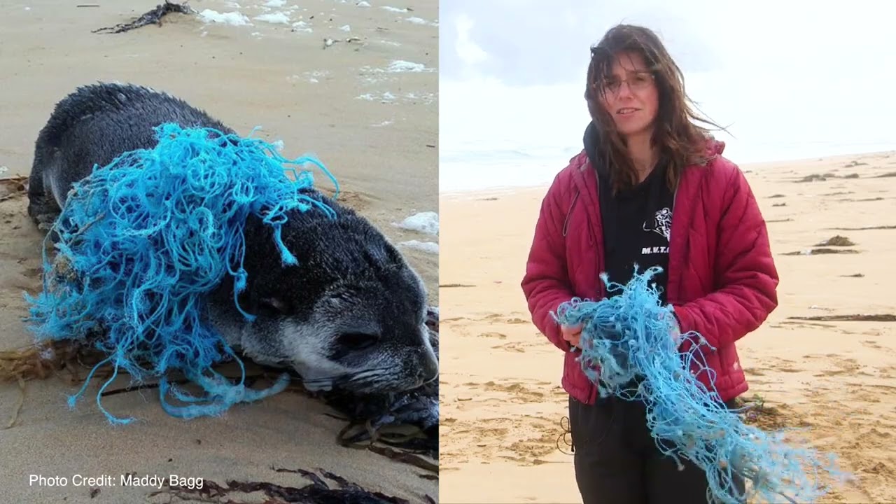 Seal rescue (2018)