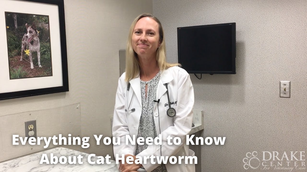 Everything You Need to Know About Cat Heartworm