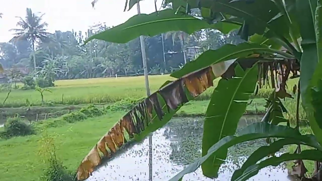 Desaku yg sejuk damai