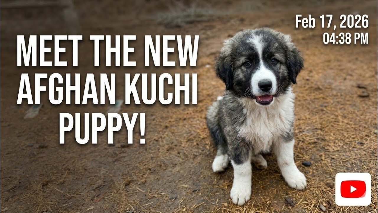 Beautiful cute puppy walking in the old donkey farm place 