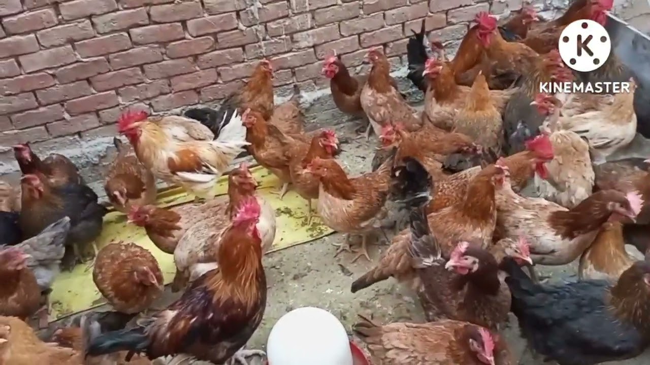 تربية الفراخ البلدي المشعر في المنزل للحم وإنتاج البيض،مشروع انتاج البيض مشروع مربح