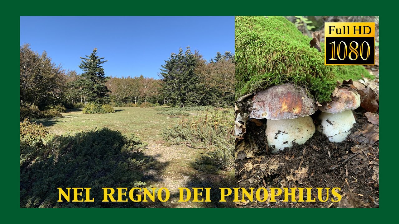 Porcini Aspromonte 2020 - Nel regno dei pinophilus