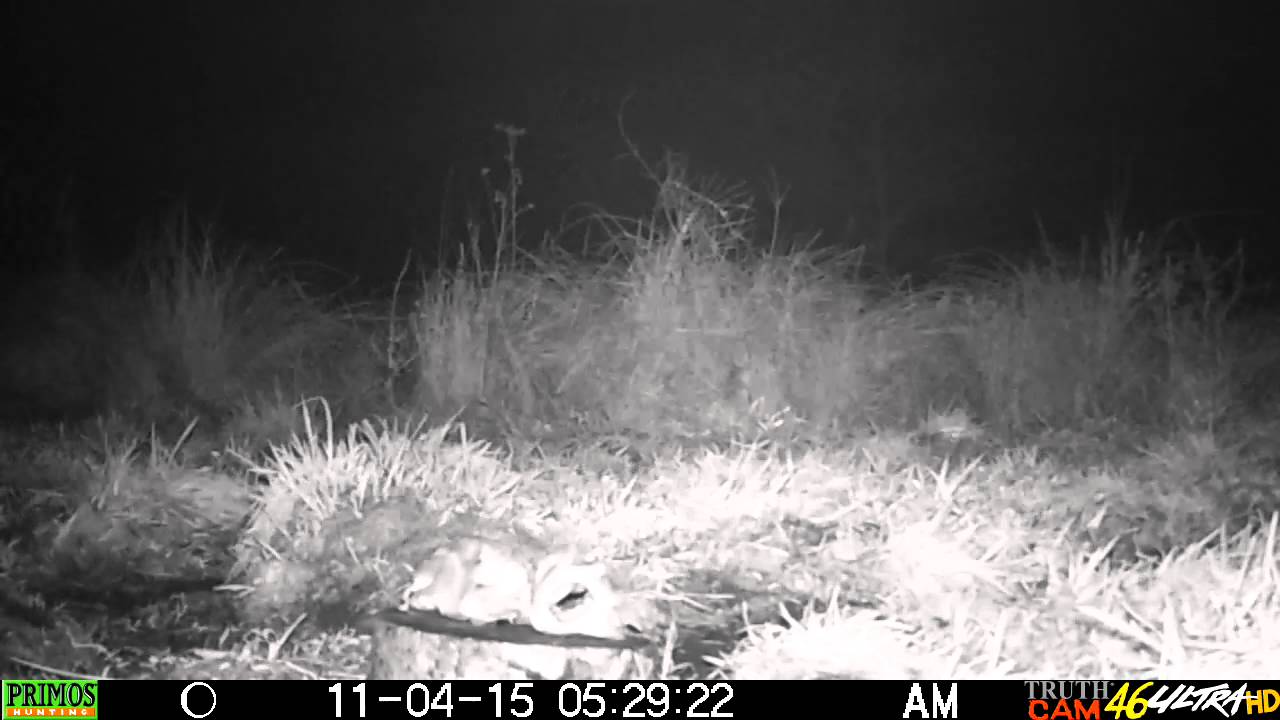 Jenot porywa kunę /Racoon dog runs away with a marten