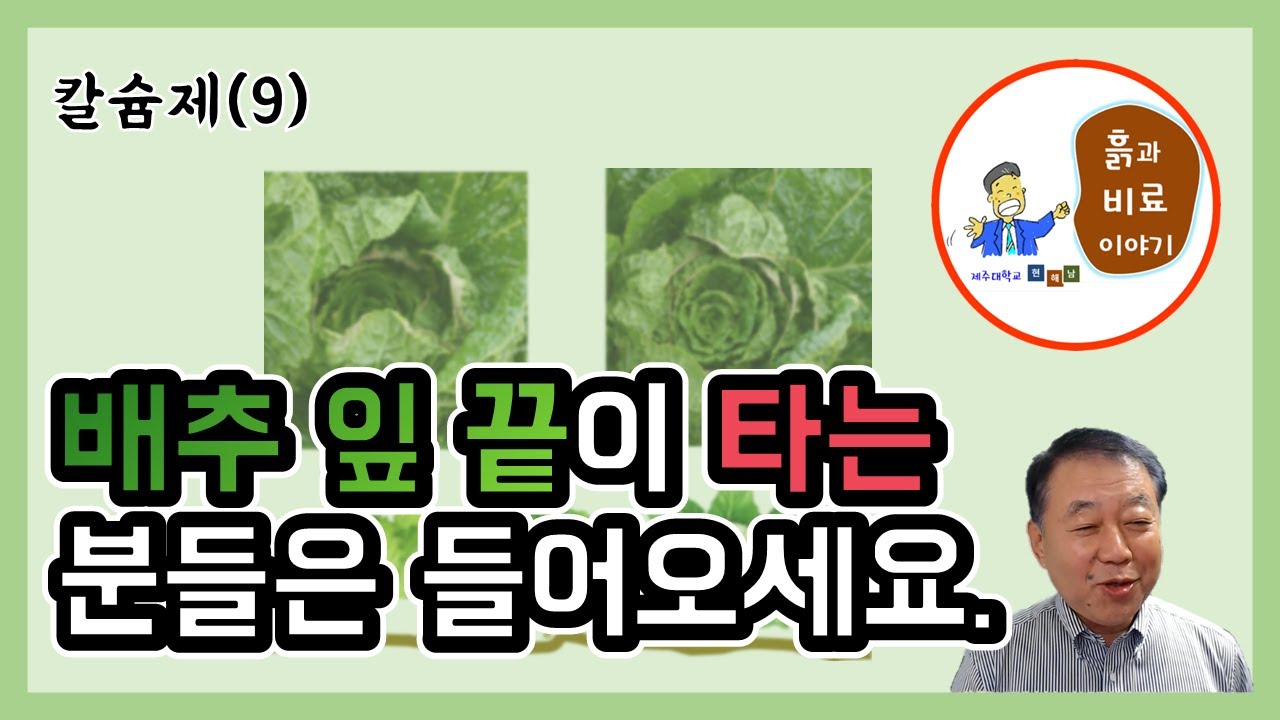 칼슘제(9) - 배추 잎 끝이 타는 팁번(tip burn) 현상