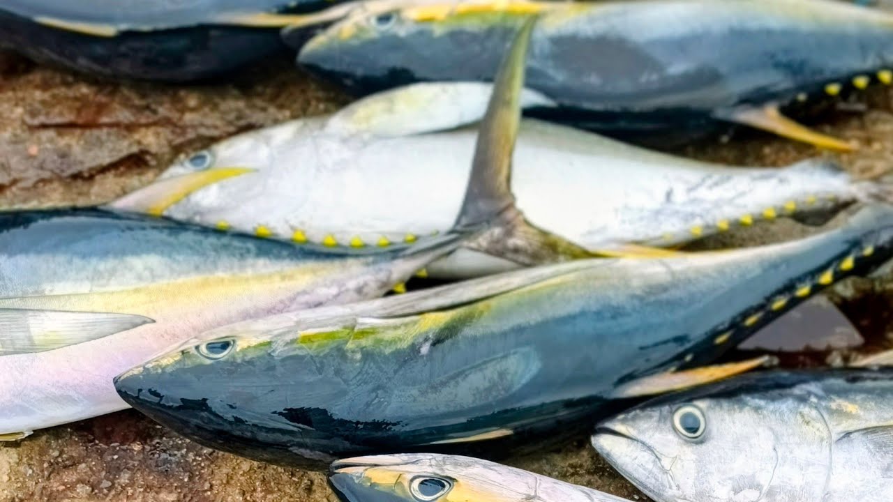 Fresh Tuna Cutting Show-Live at the Market