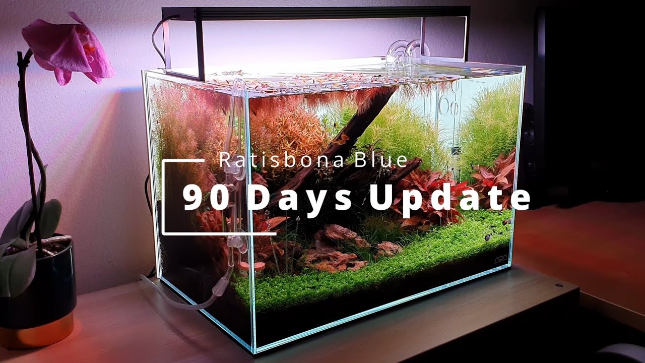 90 Days Update | ADA 45P | Ratisbona Blue - Aquascape
