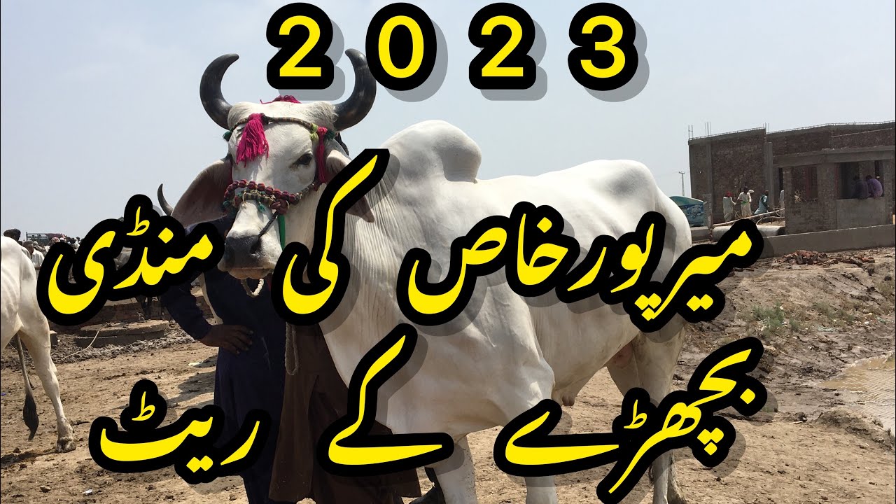 Mirpur khas cow Mandi 2023