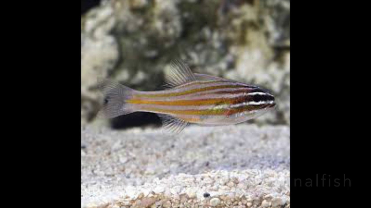 Best Cardinalfish for Saltwater Aquariums