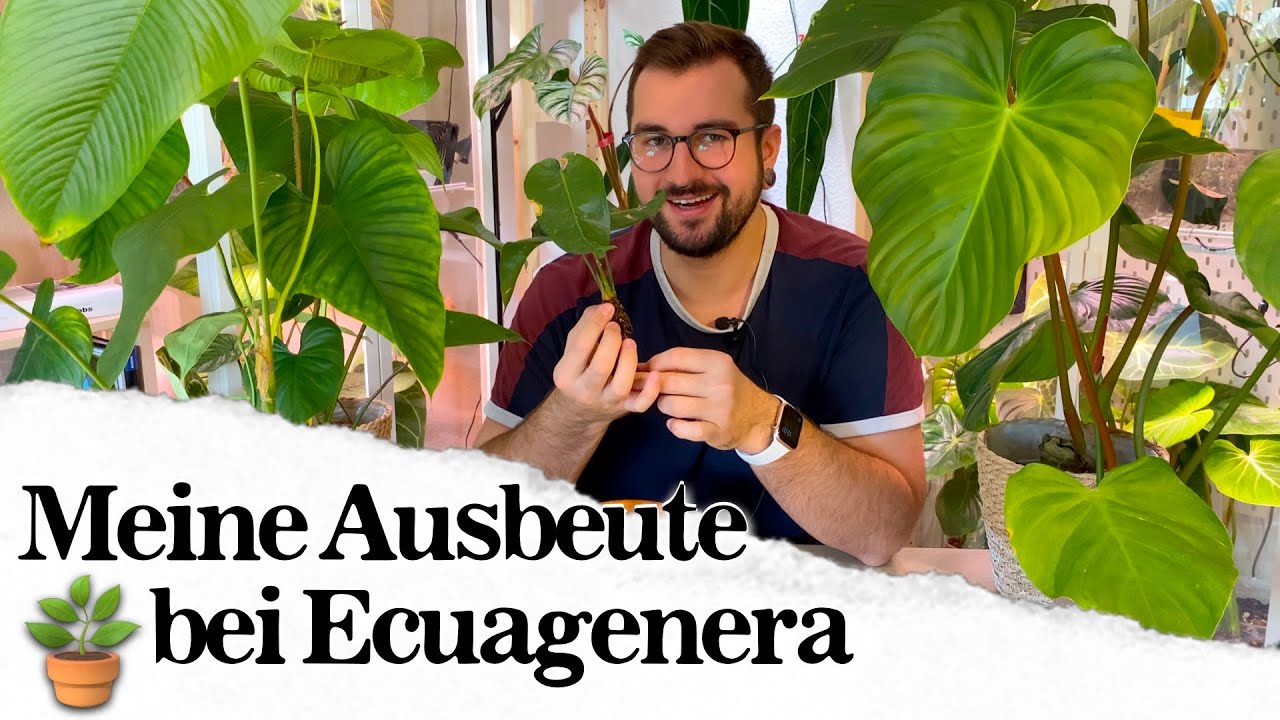 Meine unglaubliche Ausbeute bei Ecuagenera 🤩 🌱 Teil 2 meines Kurztrips nach Stukenbrock 🪴