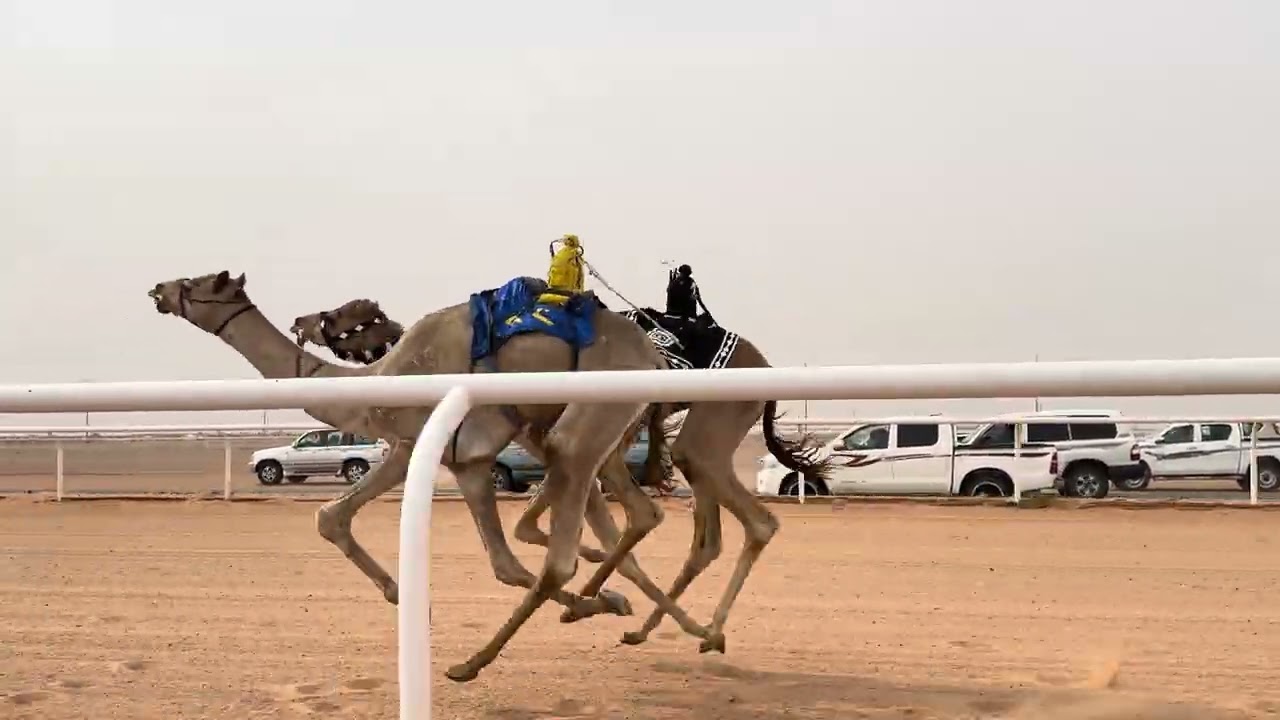 ش 2 رئيسي قعدان لقايا غازي ل لافي راضي المحارب الشمري 