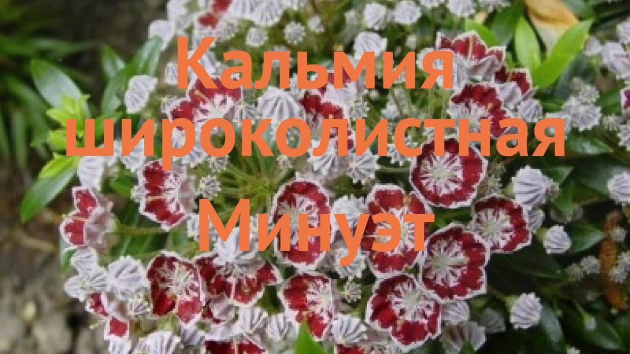 Кальмия широколистная Минуэт 🌿 обзор: как сажать, саженцы кальмии Минуэт