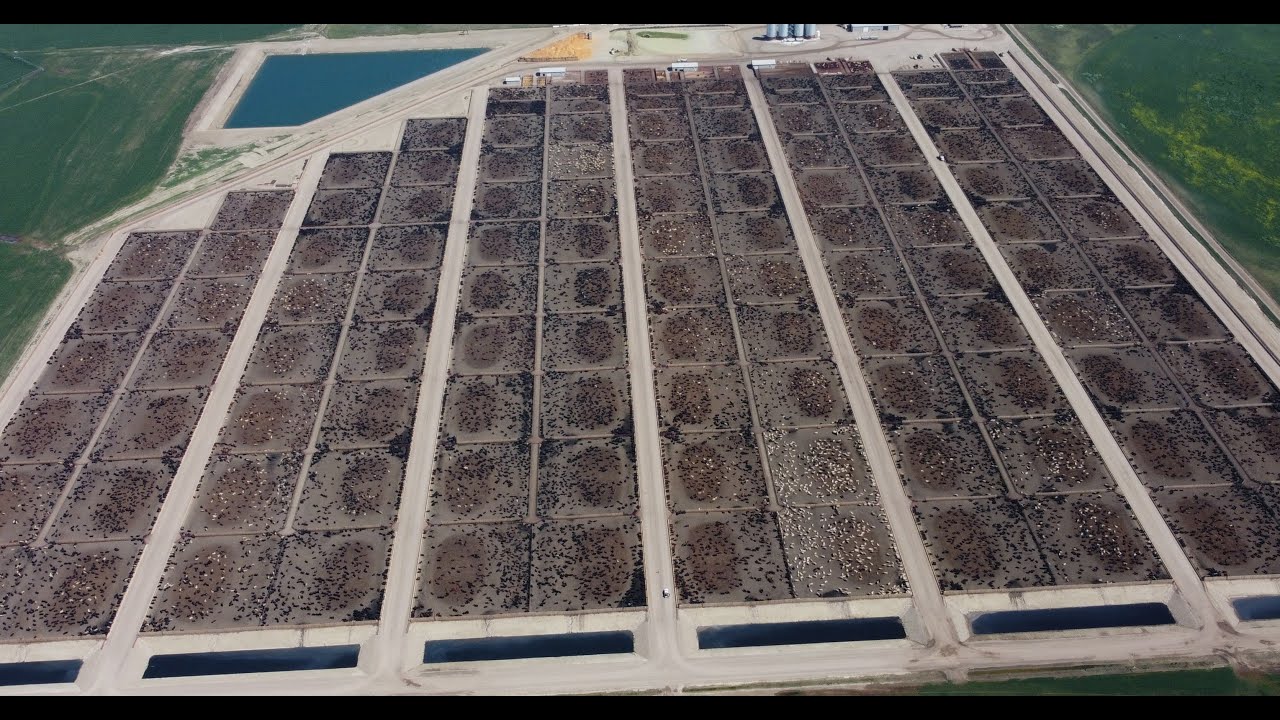 Vlog Nr.  7  -  Feedlot