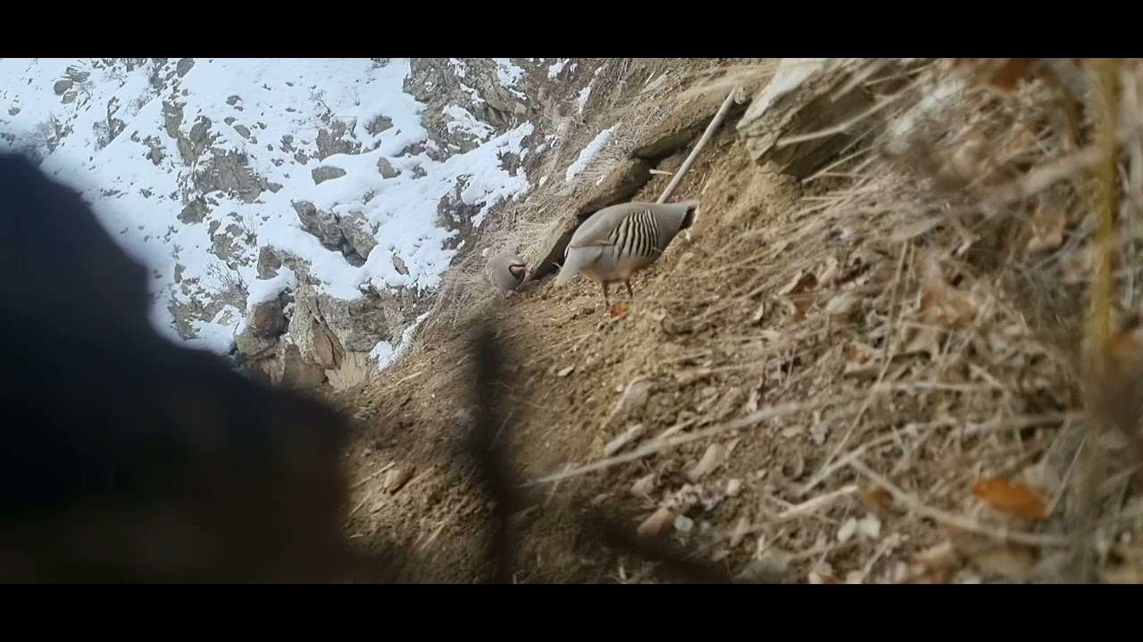 نحوه به دام انداختن کبک در ولسوالی نسی (بدخشان)