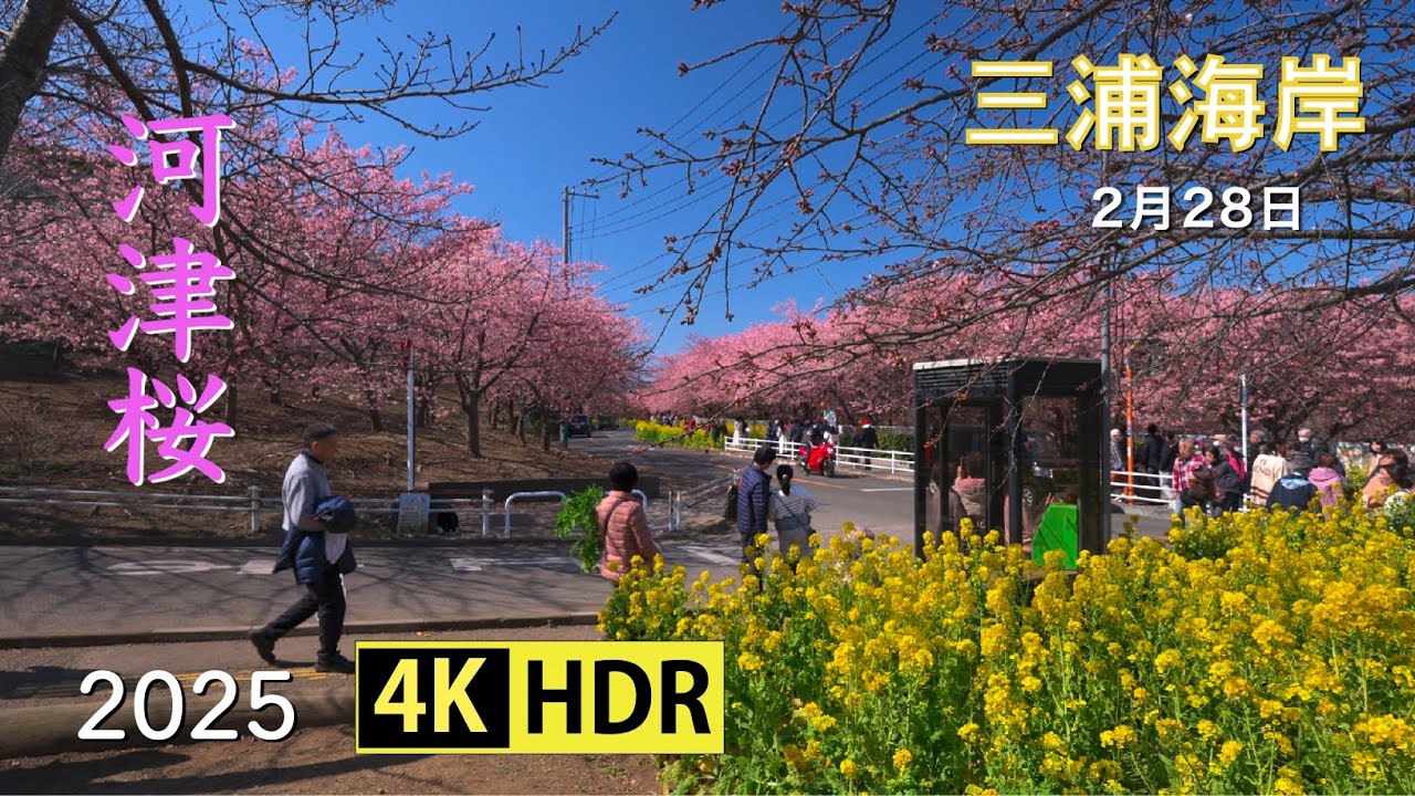 2025 三浦海岸の河津桜(4K-HDR) Kawazu Cherry Blossoms At Miurakaigan(UHD-HDR)