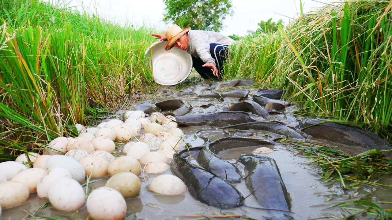 I Catch fish and pick duck eggs in rice field!