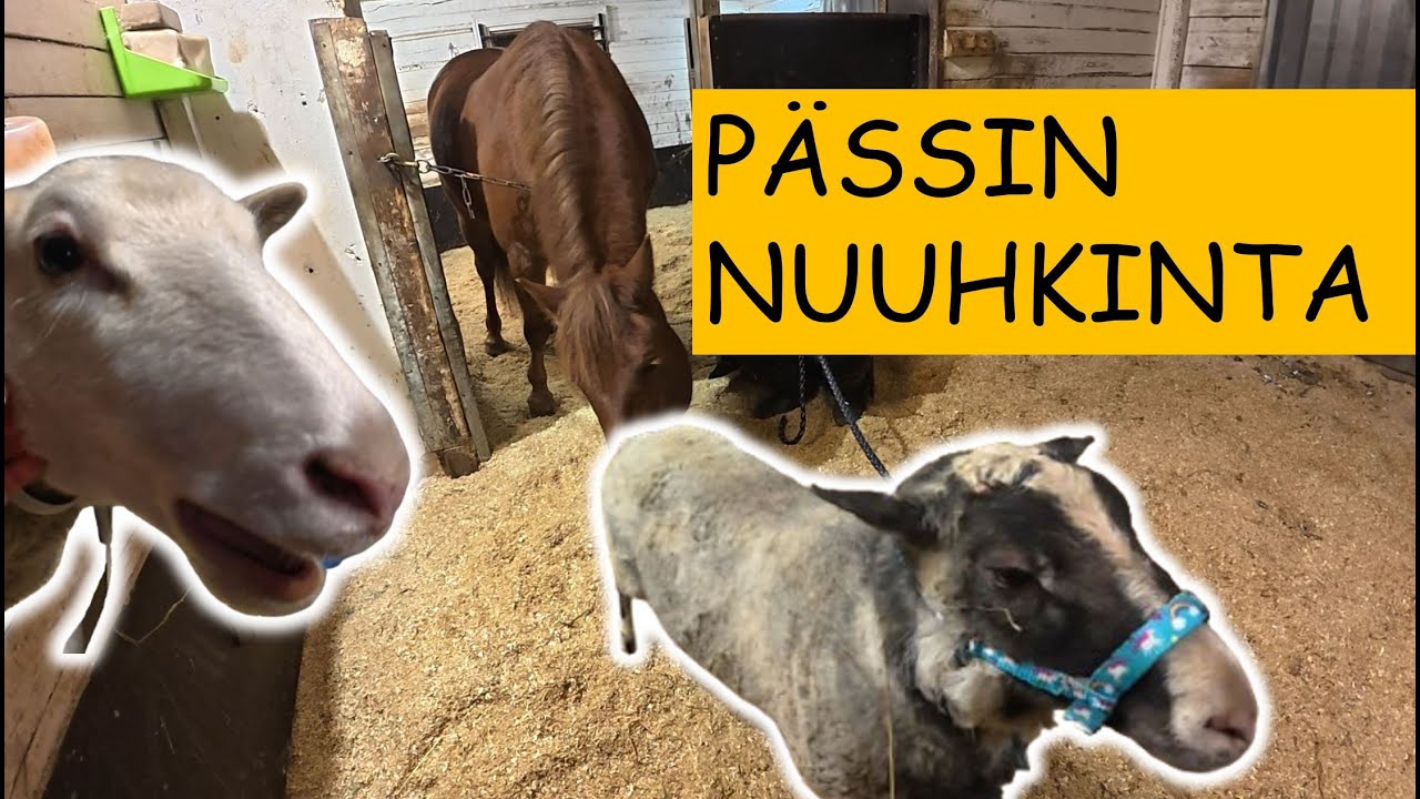 Koniahon Tallin Villavaltaus: Hevoset Ihmeissään