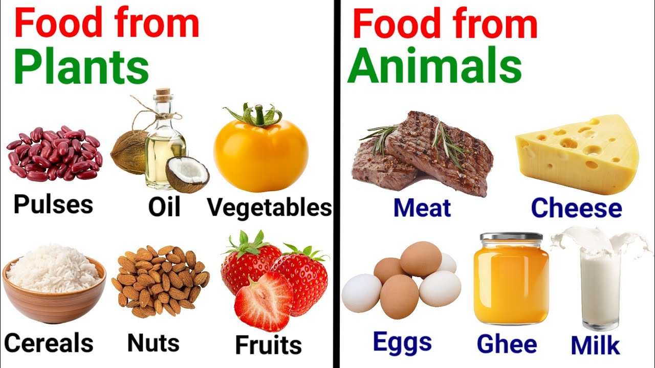 Food from animals and plants | Sources of food | Kids learning | #kids