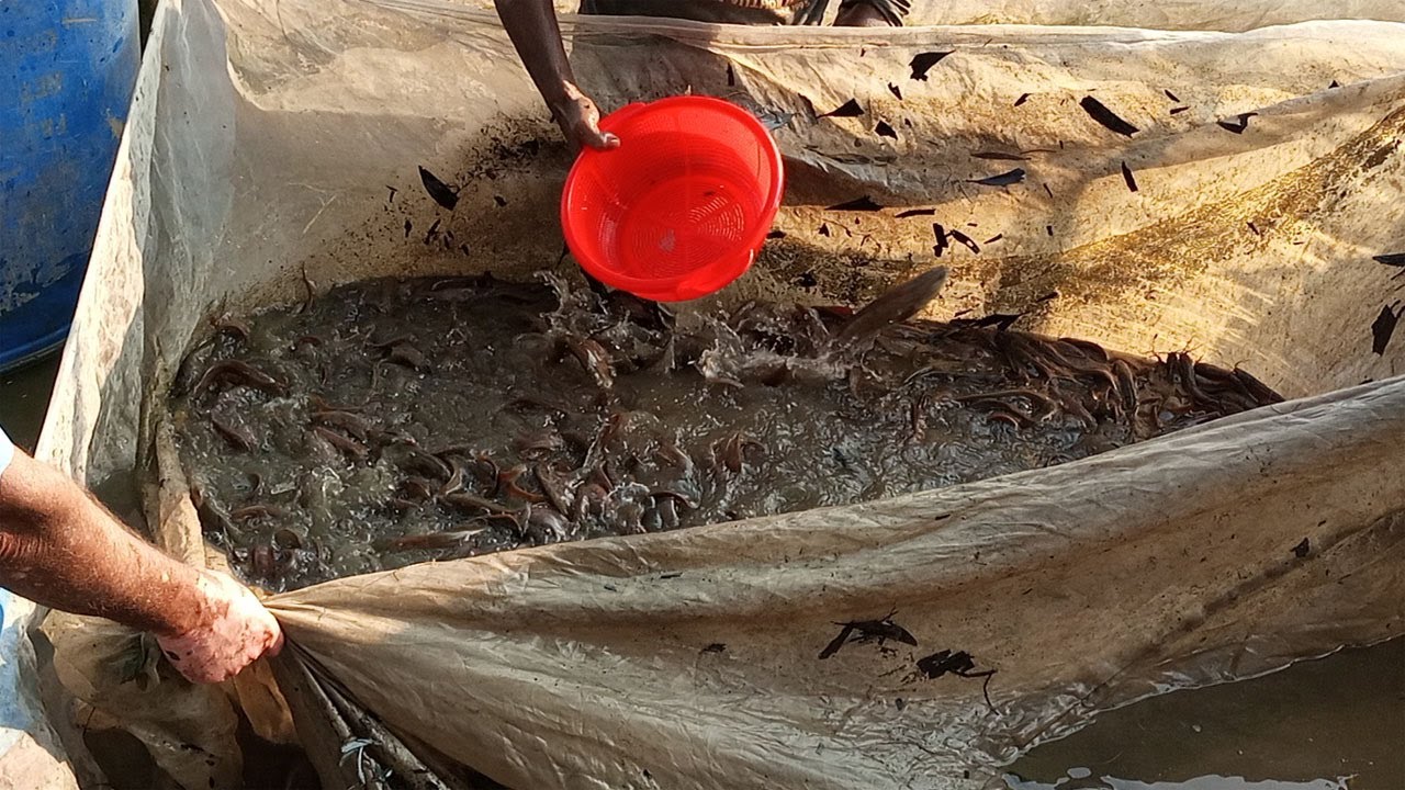 Catfish Farming In Cement Tank In Asia|hybrid magur fish farming in Bangladesh