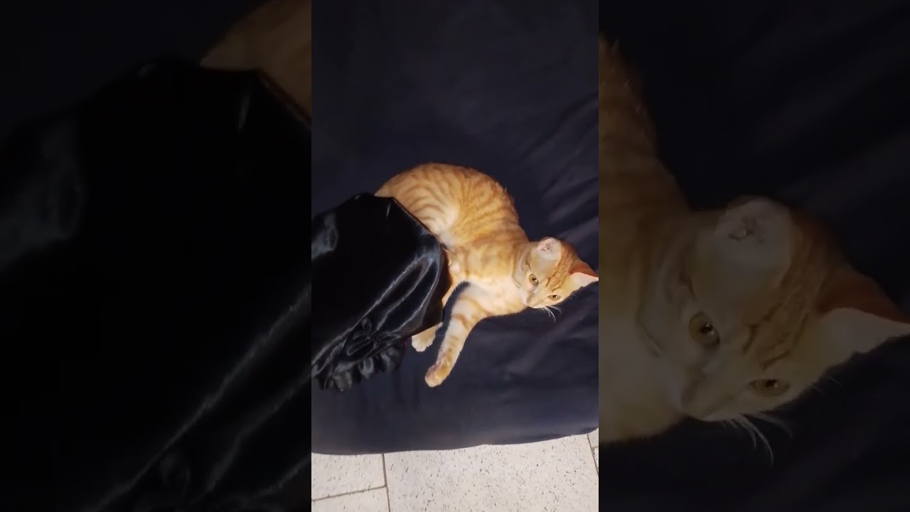 meow meow 