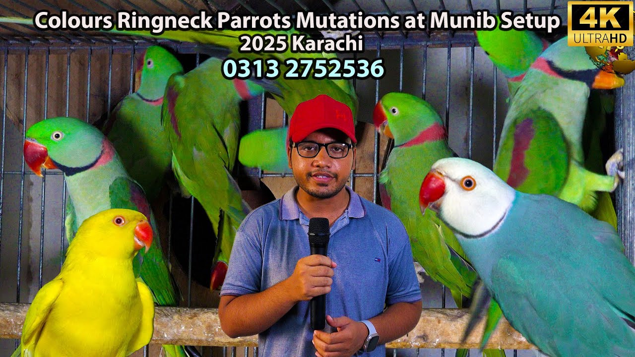 Breeding Pairs Different Color Mutations in Ringneck | Grey parrot Raw Parrot Lorikeet 2025 Karachi