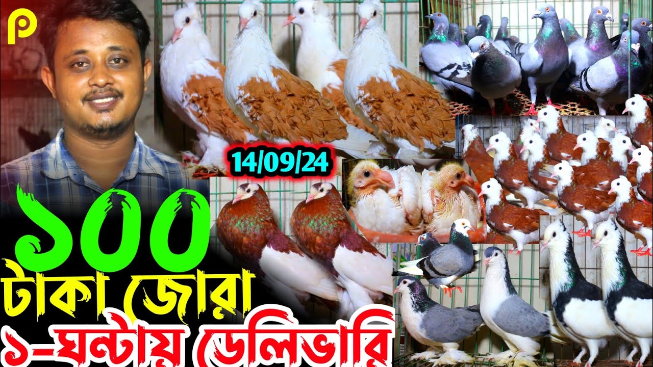 মাত্র ১০০ টাকা জোরা ১-ঘন্টায় ডেলিভারি || কমদামে বাংলাদেশ কাঁপানো কবুতর || Latest Pigeon Sale Video