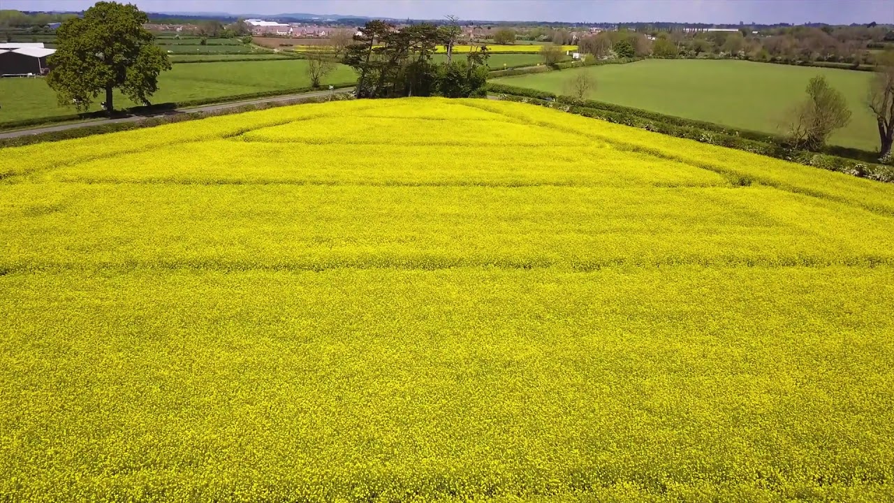 Rapeseed - 4k - drone - dji mavic pro