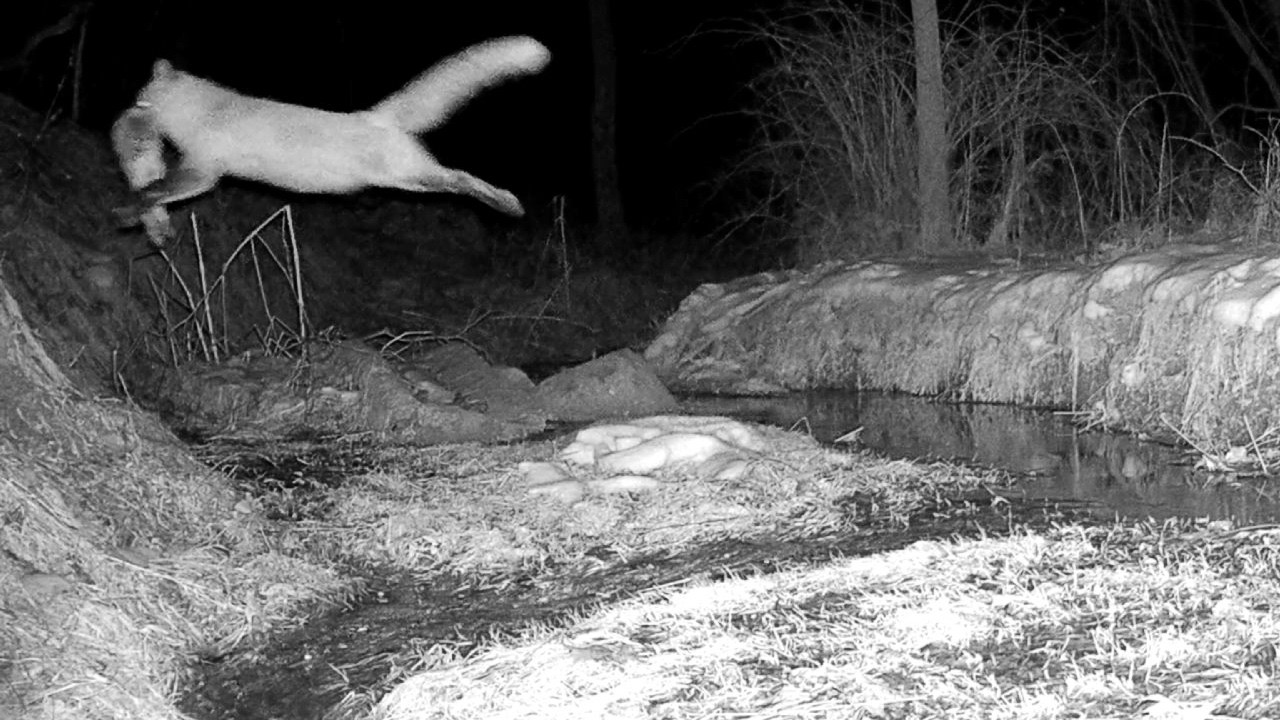 Fox SOARS with it’s SCORE! Trail Cam HIGHLIGHTS 3.5.26