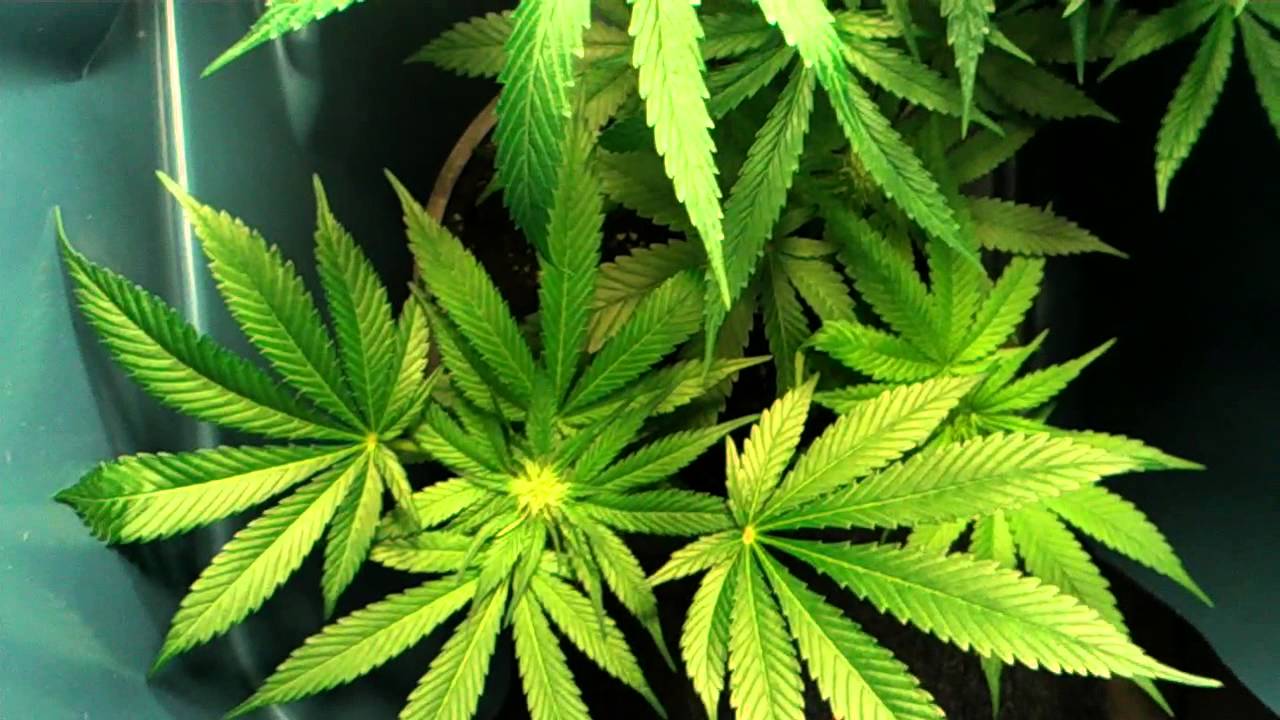 Marijuana plants day 62(Flowering day 29)