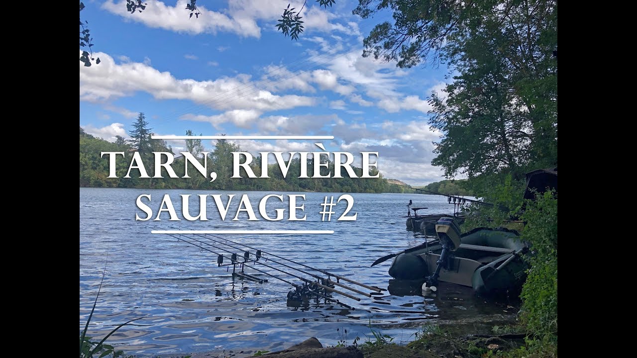 Pêche de la carpe en rivière / Tarn et poissons sauvages