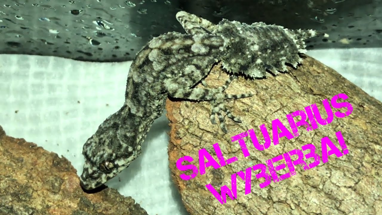 MY FIRST HATCHLING LEAF TAIL GECKO! - Saltuarius wyberba