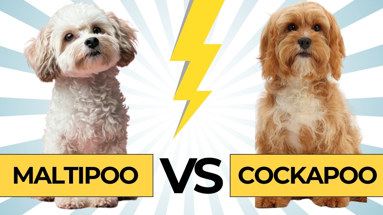 Maltipoo vs. Cockapoo &ndash; Which Doodle is the Perfect Match for You? 🐶