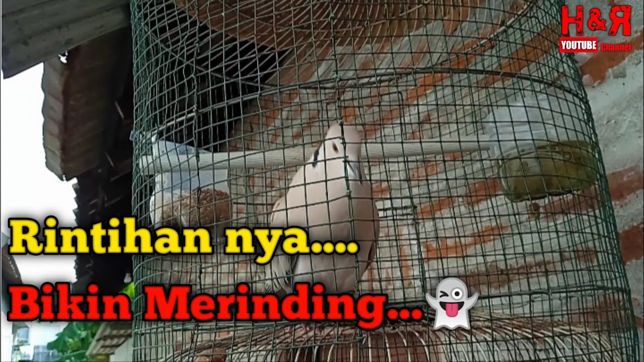 BIKIN MERINDING.....Suara puter pelung merintih || hobby dan rejeki
