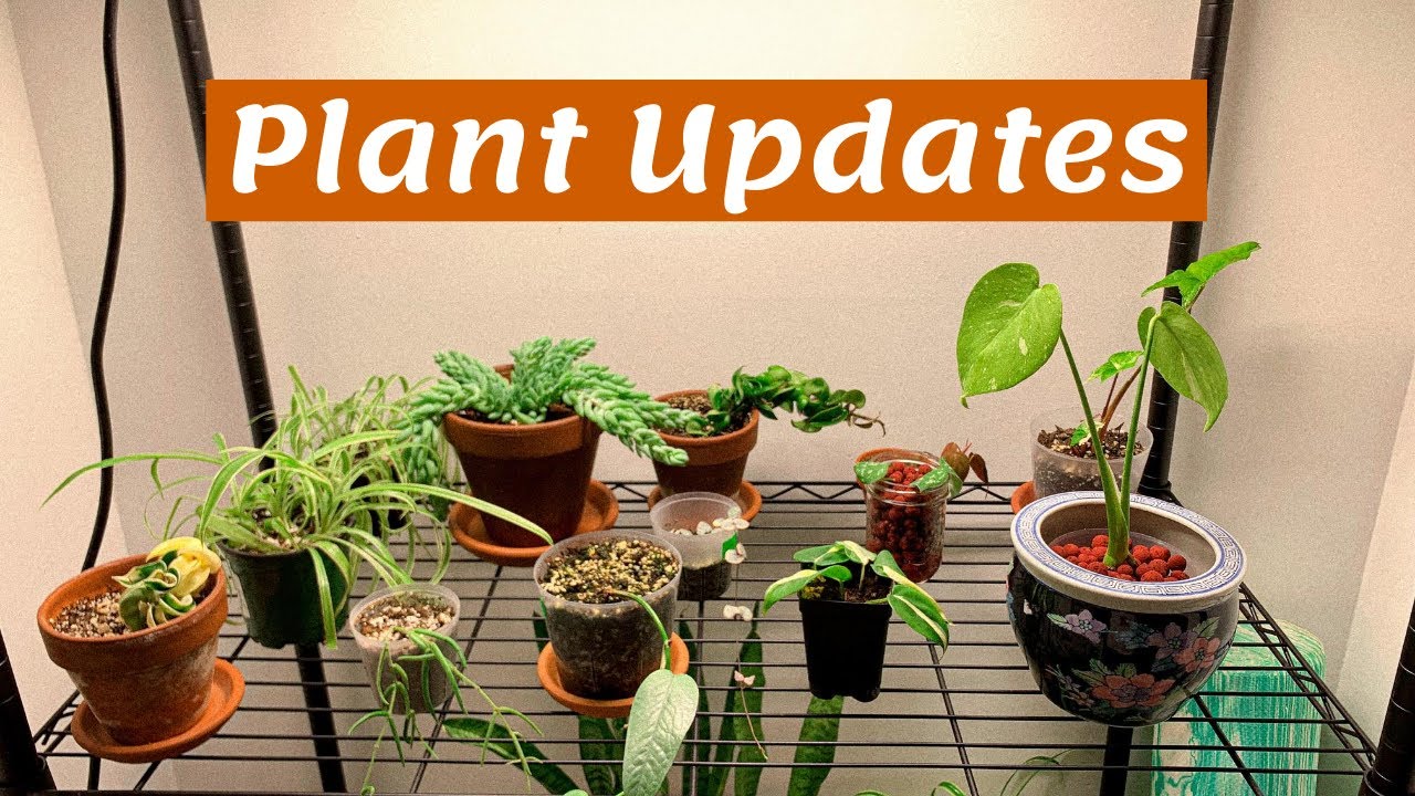 Plant UPDATES | Propagation Box, Thai Constellation, Etc.