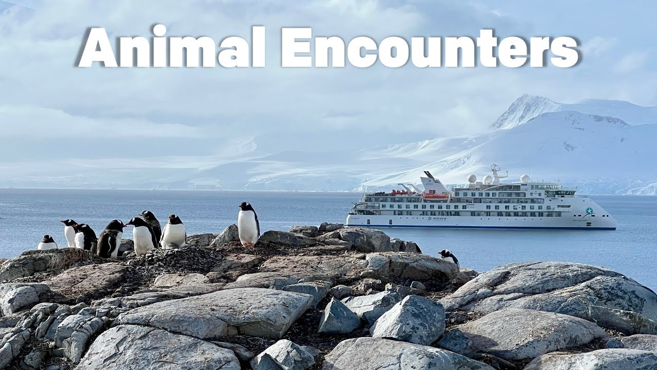 Antarctica - Shore Landings and Zodiac Rides