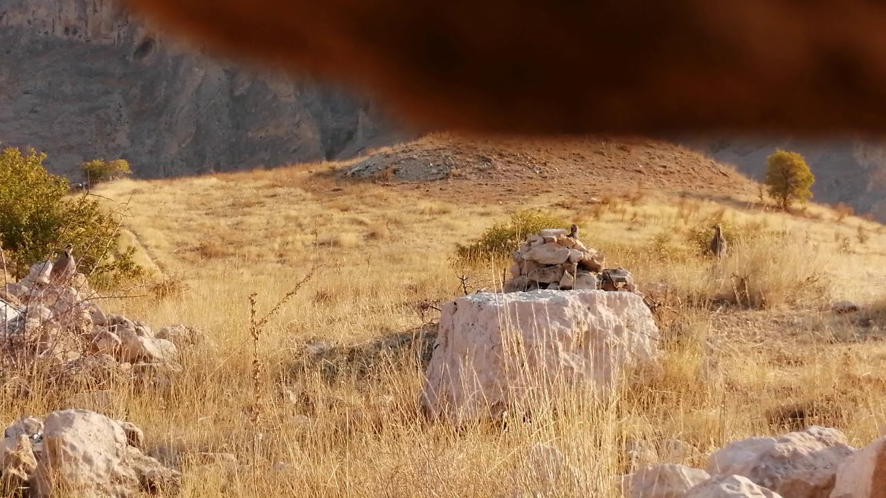 Keklik Sesi kurak avı malatyaشکار کبک nêçîra parçikê охота на куропаток шикори кеклик garynja awy