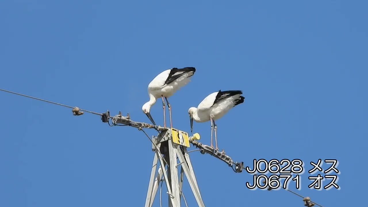 鳴門コウノトリ 2026/02/18 撮影 成長記録 徳島県鳴門市