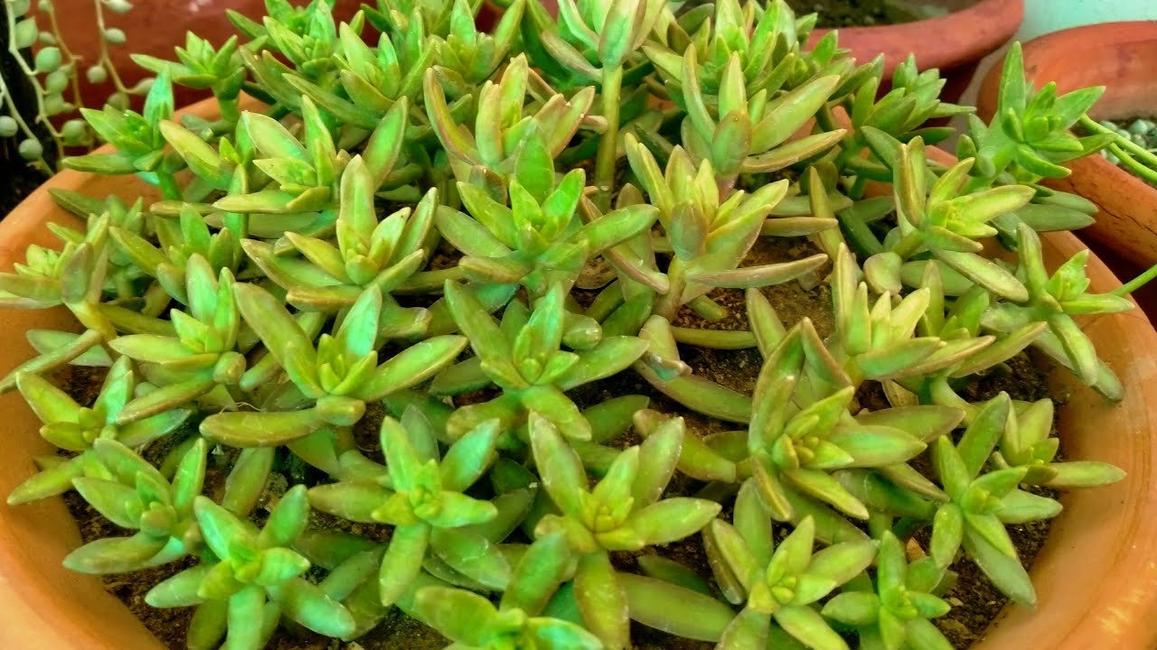 Beautiful succullent sedum adolphi or sedum nussbaumerianum care