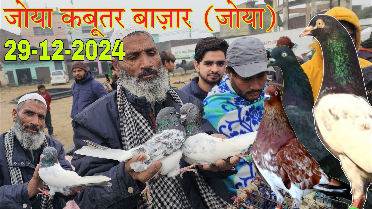 Sunday birds market  29-12-2024. Joya kabootar market. कबूतर बाज़ार जोया जिला अमरोहा उत्तर प्रदेश।