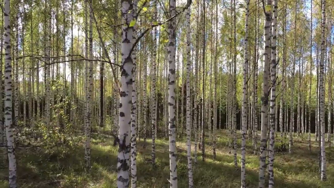 Birch forest