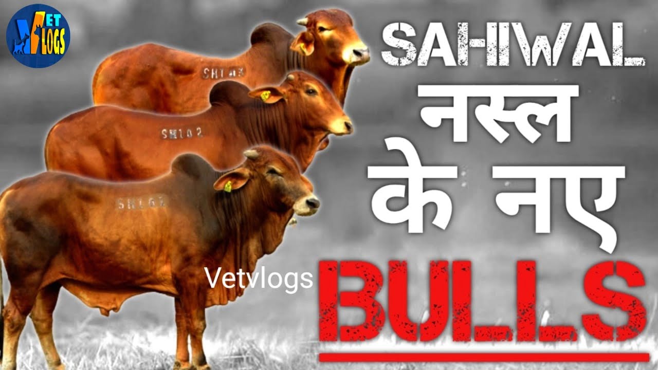 New Sahiwal Bulls ,नए साहिवाल नस्ल के सांड || NDDB-SAG || Vet Vlogs ||