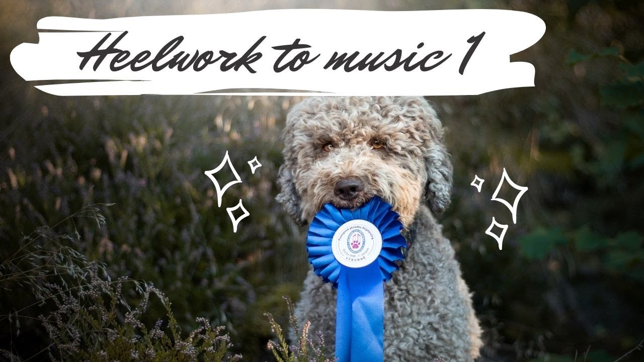 HTM1 - dogdancing | Lagotto romagnolo