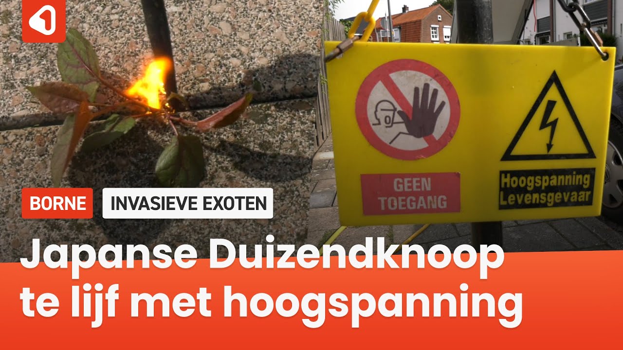 Japanse Duizendknoop milieuvriendelijk te lijf met hoogspanning