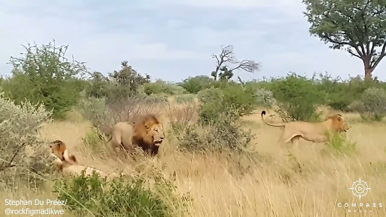 Four Lions' Brutal Battle for Dominance