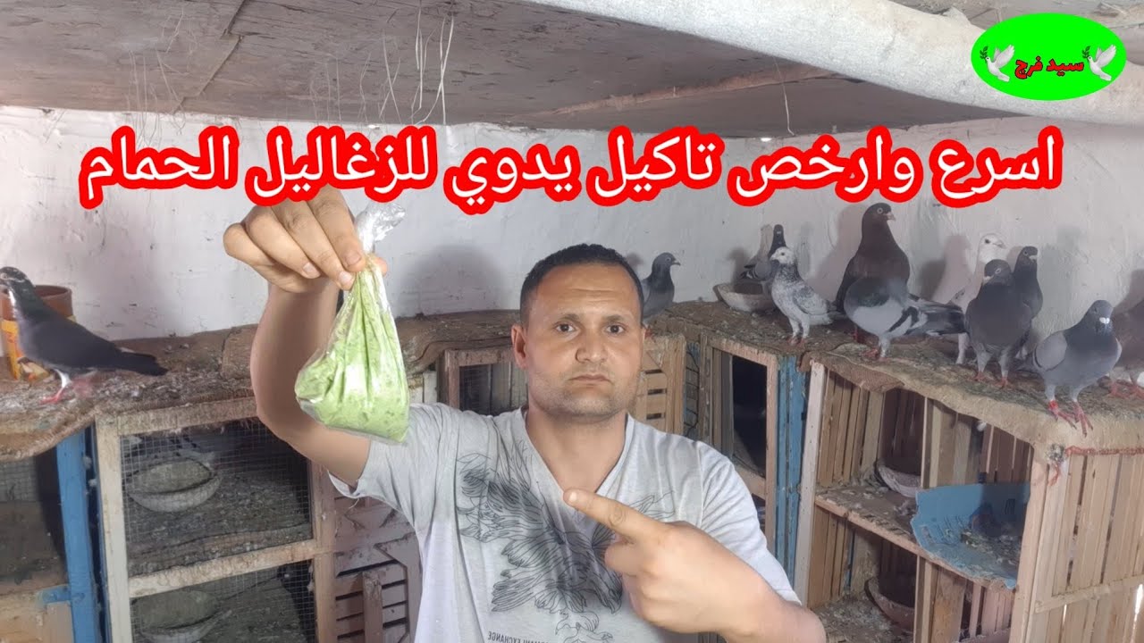 اتعلم التوفير خلي#زغاليل الحمام عندك نص كيلو _ارخص#تاكيل يدوي#علاج ضعف  الزغاليل زياده#وزن الزغاليل