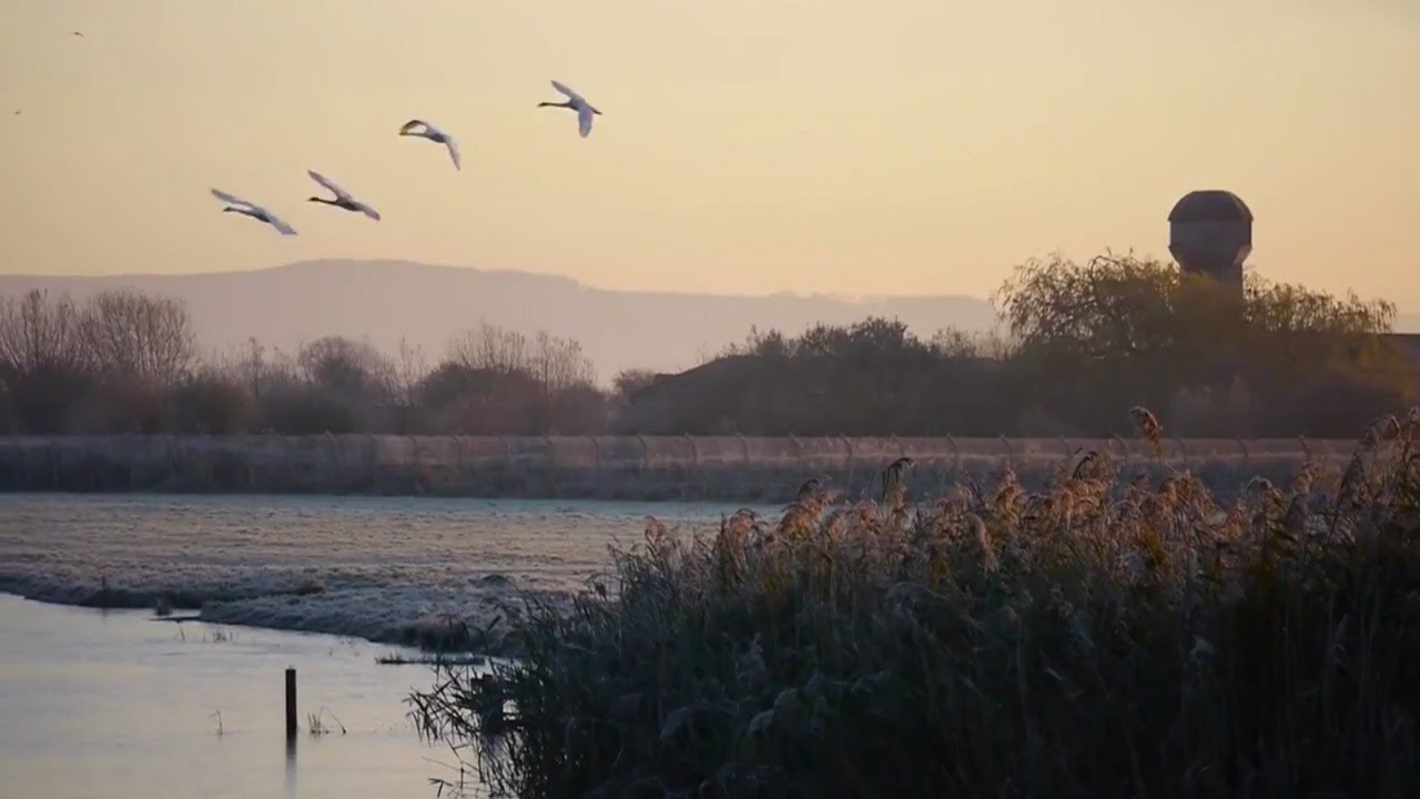 Wildlife Weekly Slimbridge - Episode 2
