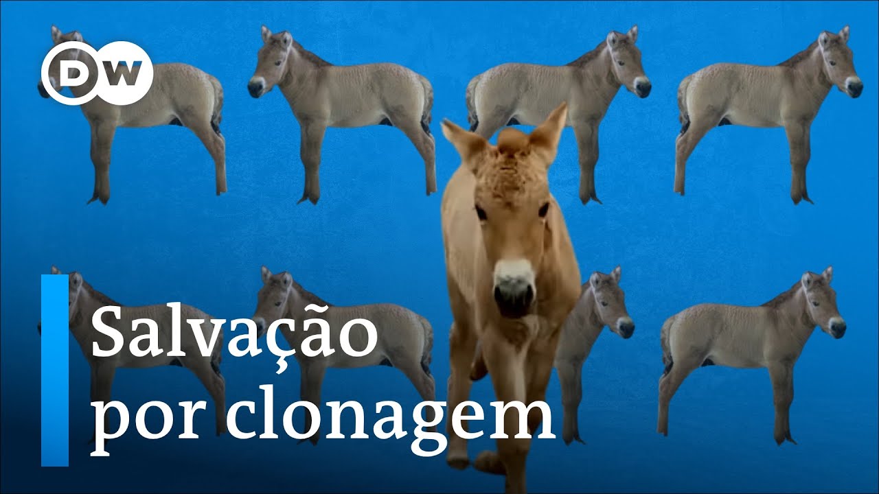 Como a clonagem pode salvar espécies ameaçadas